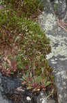 Michaux's saxifrage